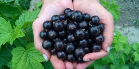 Sadnja sadnica crne ribizle u proleće