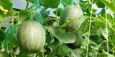 Sadnja dinje u stakleniku od polikarbonata