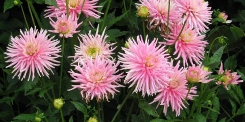 Sadnja gomolja dalija u proljeće