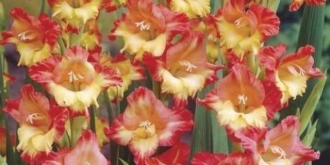 Sadnja gladiola na uralu u proljeće