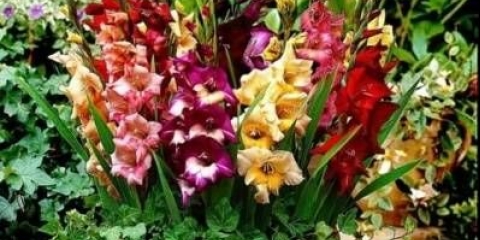 Sadnja gladiola u proleće u zemlju