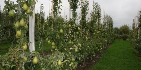 Sadnja sadnica kruške u proljeće i ljeto