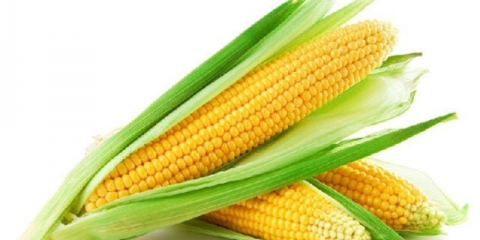 Tehnologija sadnje i uzgoja kukuruza šećerca