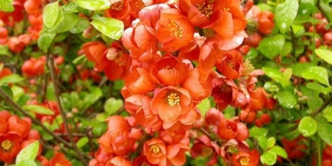 Sadnja i njega japanske dunje na otvorenom polju