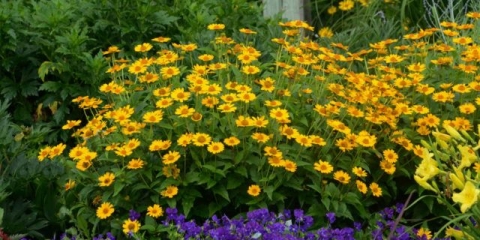 Sadnja i briga za heliopsis na otvorenom polju