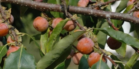Sadnja i njega kakija na otvorenom polju