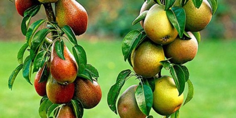 Sadnja i njega stubastih krušaka