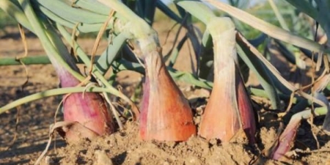 Sadnja i njega ljutike na otvorenom polju