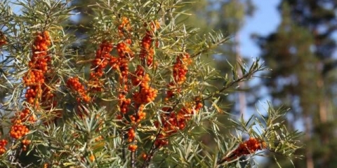 Sadnja i njega morskog trna