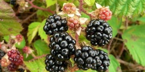 Sadnja i njega baštenske kupine: 5 zlatnih pravila