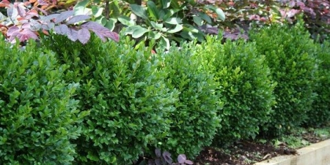 Sadnja i njega šimšira u sibiru i na uralu