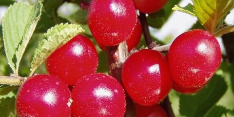 Sadnja i njega filcanih trešanja