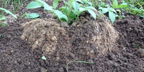 Sadnja i uzgoj krompira po kineskoj tehnologiji