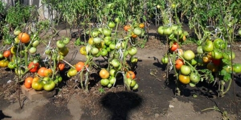 Sadnja i uzgoj paradajza prema metodi i.m. Maslova