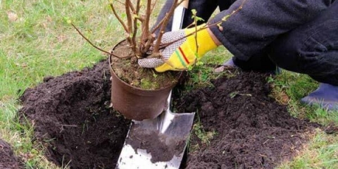 Sadnja jabuke u proleće i briga o mladom stablu