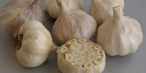 Sadnja prolećnog belog luka u proleće na otvorenom tlu