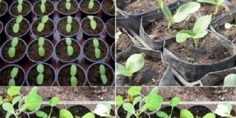 Sadnja tikvica za rasad