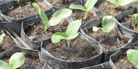 Sadnja tikvica u sadnice otvorenog tla