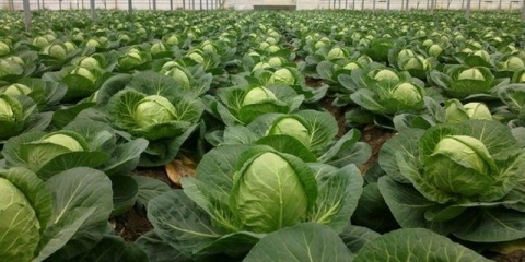 Sadnja kupusa na otvorenom tlu sa sadnicama prema lunarnom kalendaru