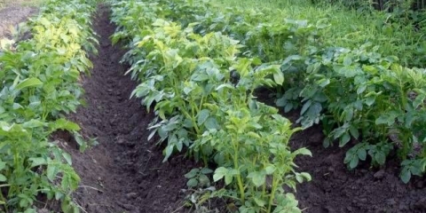 Sadnja krompira na grebenski način