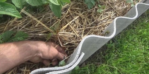 Sadnja krompira po metodi galine kizime