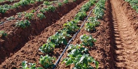 Sadnja krompira metodom mitlider