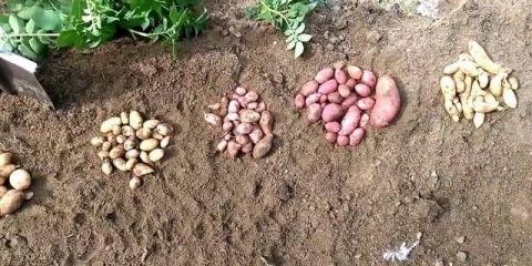 Sadnja krompira sa sjemenkama