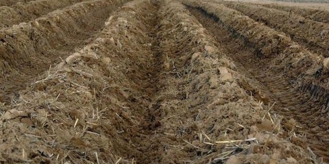 Sadnja krompira u grebene