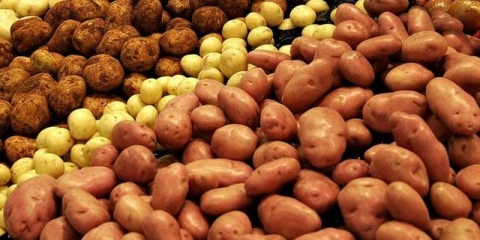 Sadnja krompira u grebenu