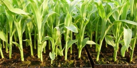 Sadnja kukuruza za sadnice
