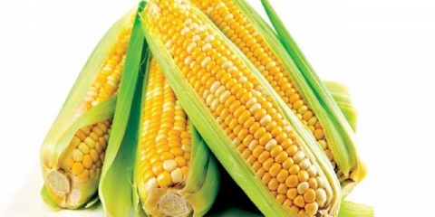 Sadnja rasada kukuruza