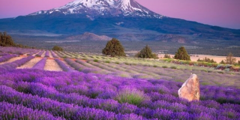 Sadnja sjemena lavande kod kuće: rokovi i pravila za sjetvu, kako uzgajati sadnice