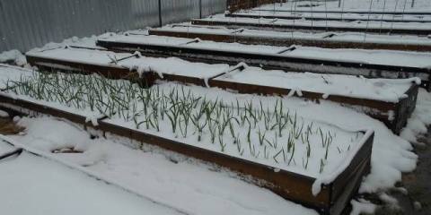 Sadnja luka i belog luka pre zime