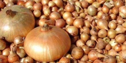 Sadnja luka pre zime