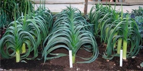 Sadnja praziluka za rasad