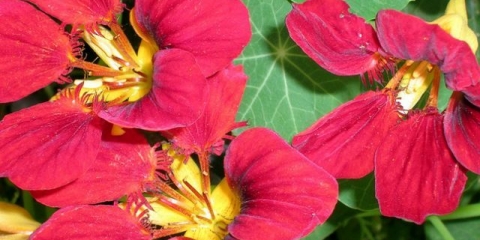 Sadnja sjemena nasturcija u zemlju