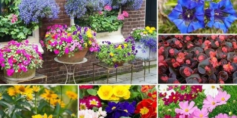 Sadnja jednogodišnjeg cvijeća za sadnice