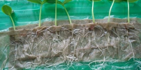 Sadnja sadnica krastavaca 2021