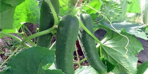 Sadnja krastavaca u maju