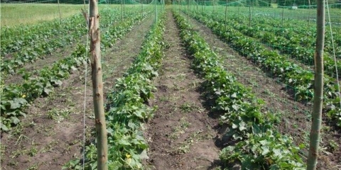 Sadnja krastavaca na otvorenom tlu