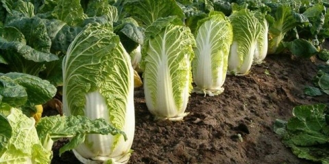 Sadnja kineskog kupusa u otvorenom tlu