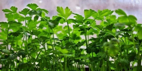 Sadnja peršuna u otvoreno tlo sa sjemenkama u proljeće