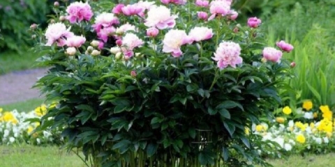 Sadnja božura u proljeće na otvorenom terenu: uvjeti, pravila, savjeti, upute korak po korak