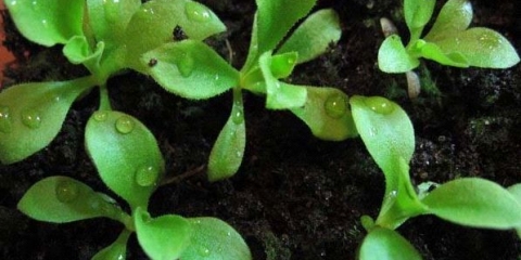 Sadnja sjemena jaglaca kod kuće, uzgoj sadnica