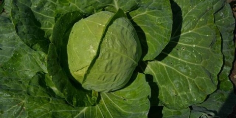 Sadnja ranog kupusa u otvorenom tlu