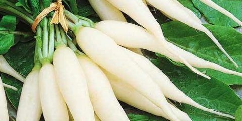 Sadnja rotkvica pod filmom u rano proljeće, u martu