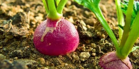 Sadnja rotkvica u proleće na otvorenom tlu