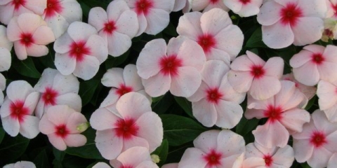 Sadnja sjemena catharanthusa za sadnice kod kuće