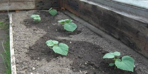 Sadnja sjemena krastavca u stakleniku