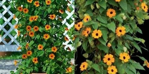 Sadnja sjemena tunbergije za sadnice